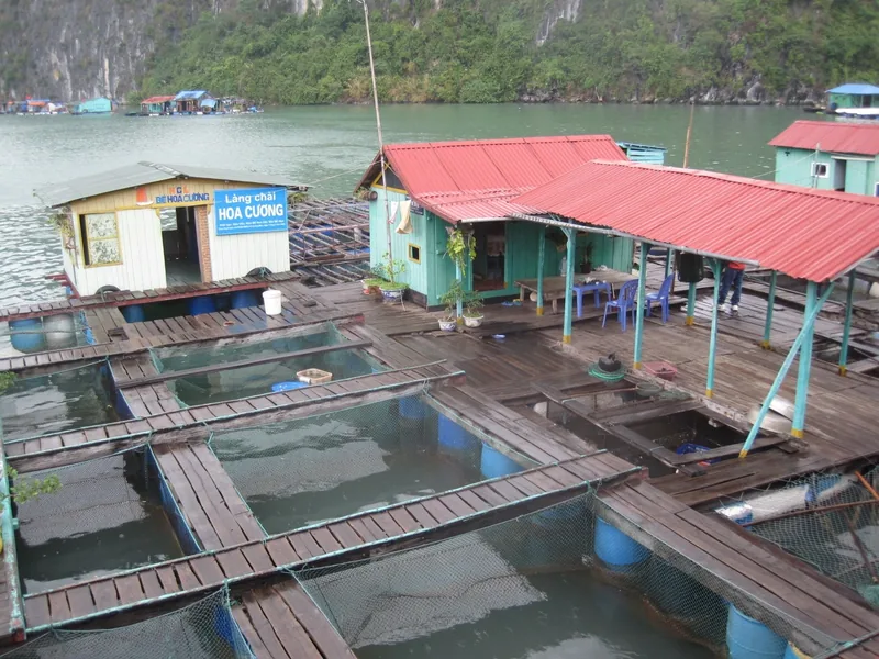 Làng chài nổi với nhà gỗ và lồng nuôi cá trên mặt nước ở vịnh Hạ Long